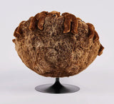 Chubby Baloo Lounge Chair by AP Collection - Bauhaus 2 Your House