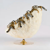 Eye of the Tiger Lounge Chair by AP Collection - Bauhaus 2 Your House