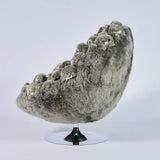 Koala Lounge Chair by AP Collection - Bauhaus 2 Your House