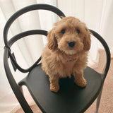 Loop Chair (Set of 2) by Qeeboo - Bauhaus 2 Your House