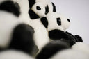 Panda Lounge Chair by AP Collection - Bauhaus 2 Your House