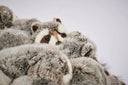 Raccoon Pouf by AP Collection - Bauhaus 2 Your House